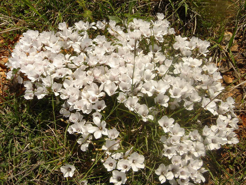 Linum tenuifolium photo